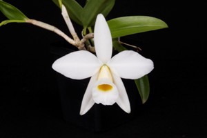 Cattleya praestans var. alba White Pearl HCC 76 pts.
